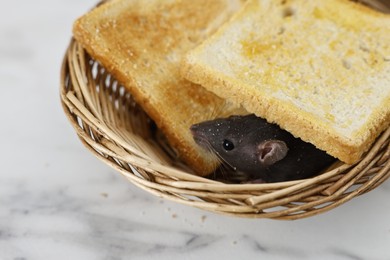 Photo of Grey rat and toasts in wicker basket on white marble table, closeup. Pest control