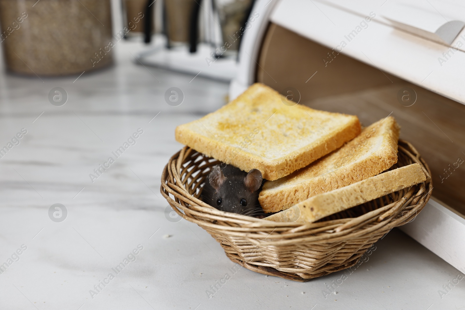 Photo of Grey rat and toasts in wicker basket near bread box on white marble table, space for text. Pest control