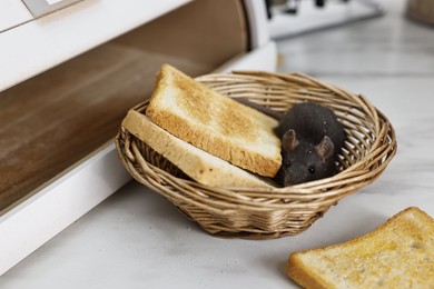 Photo of Grey rat and toasts in wicker basket near bread box on white marble table. Pest control