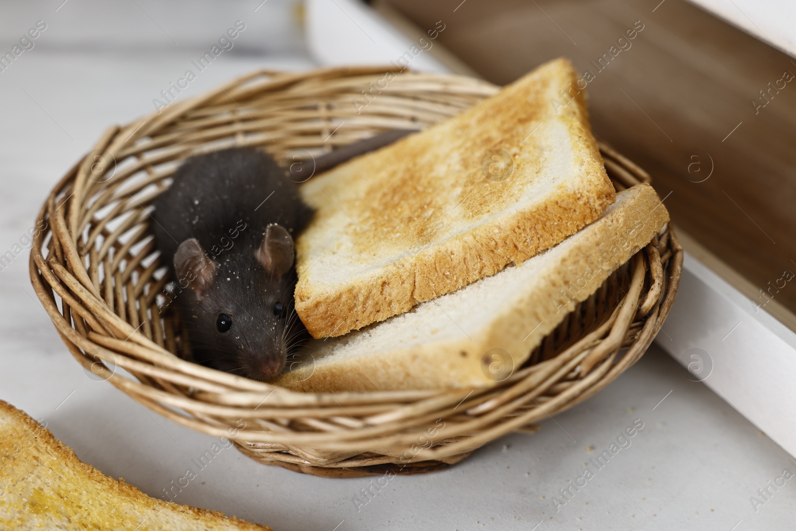 Photo of Grey rat and toasts in wicker basket near bread box on white table. Pest control