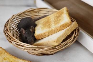 Photo of Grey rat and toasts in wicker basket near bread box on white table. Pest control