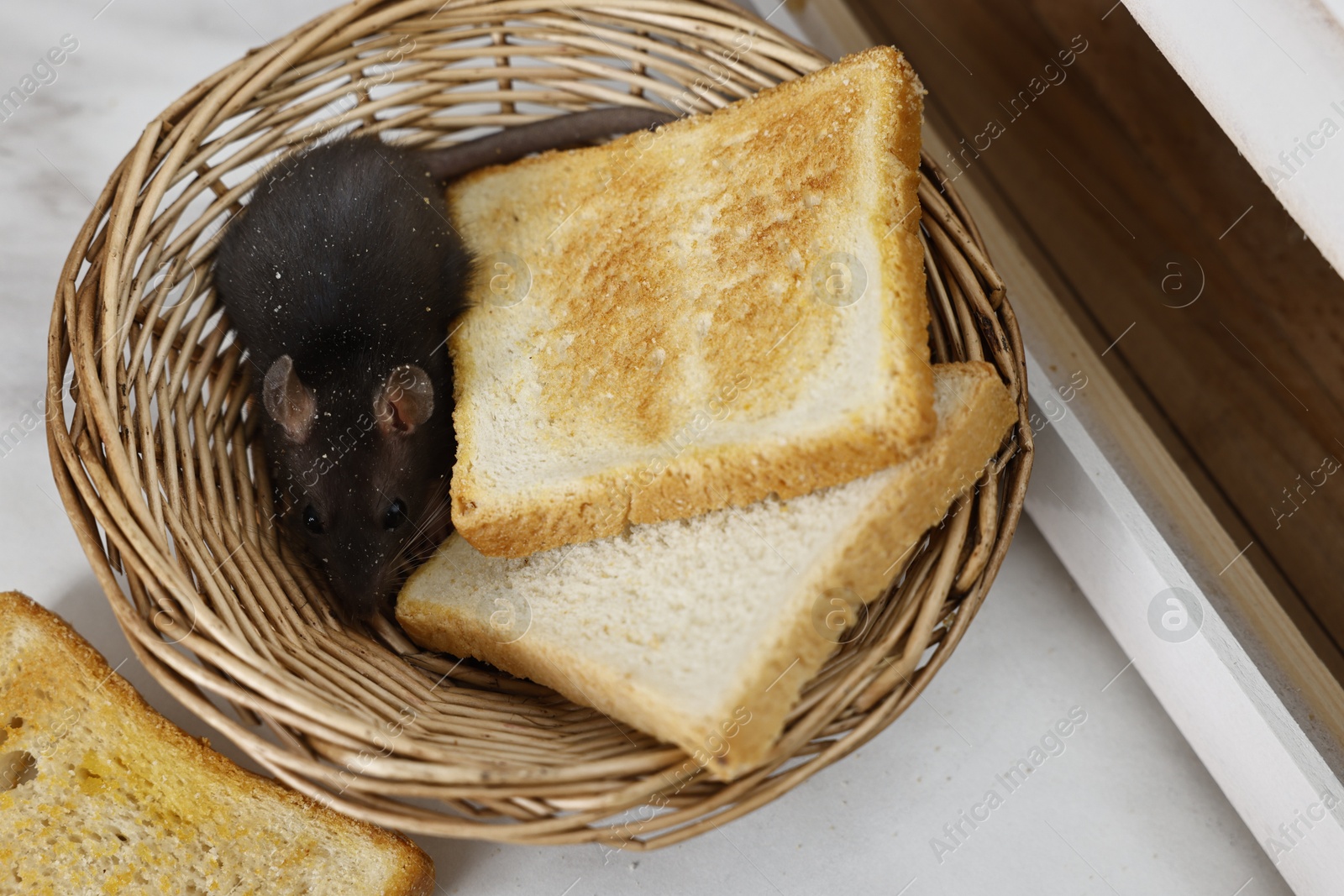 Photo of Grey rat and toasts in wicker basket near bread box on table, above view. Pest control