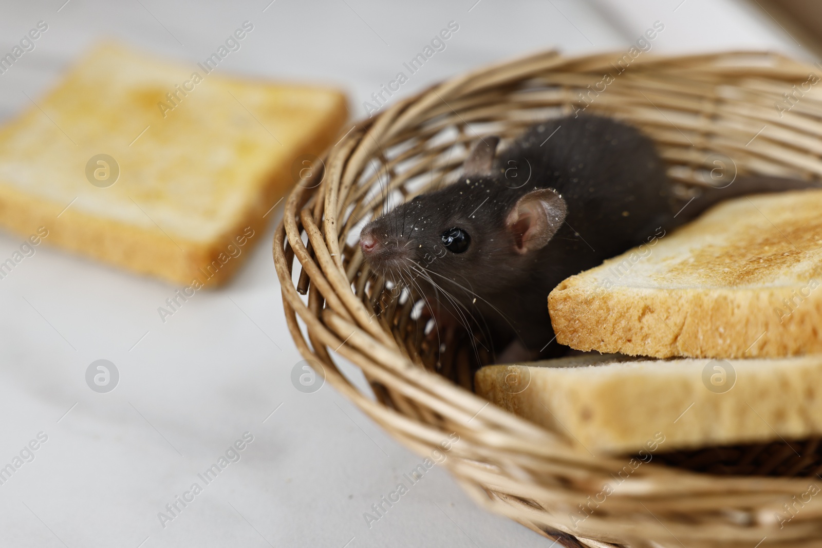 Photo of Pest control. Grey rat and toasts in wicker basket on white marble table, closeup. Space for text