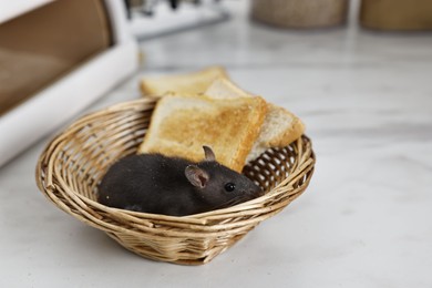 Photo of Grey rat and toasts in wicker basket on white marble table, space for text. Pest control