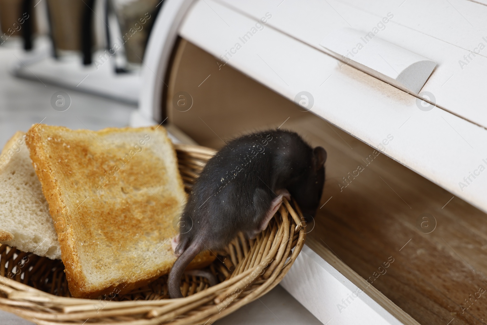 Photo of Grey rat and toasts in wicker basket near bread box on table. Pest control