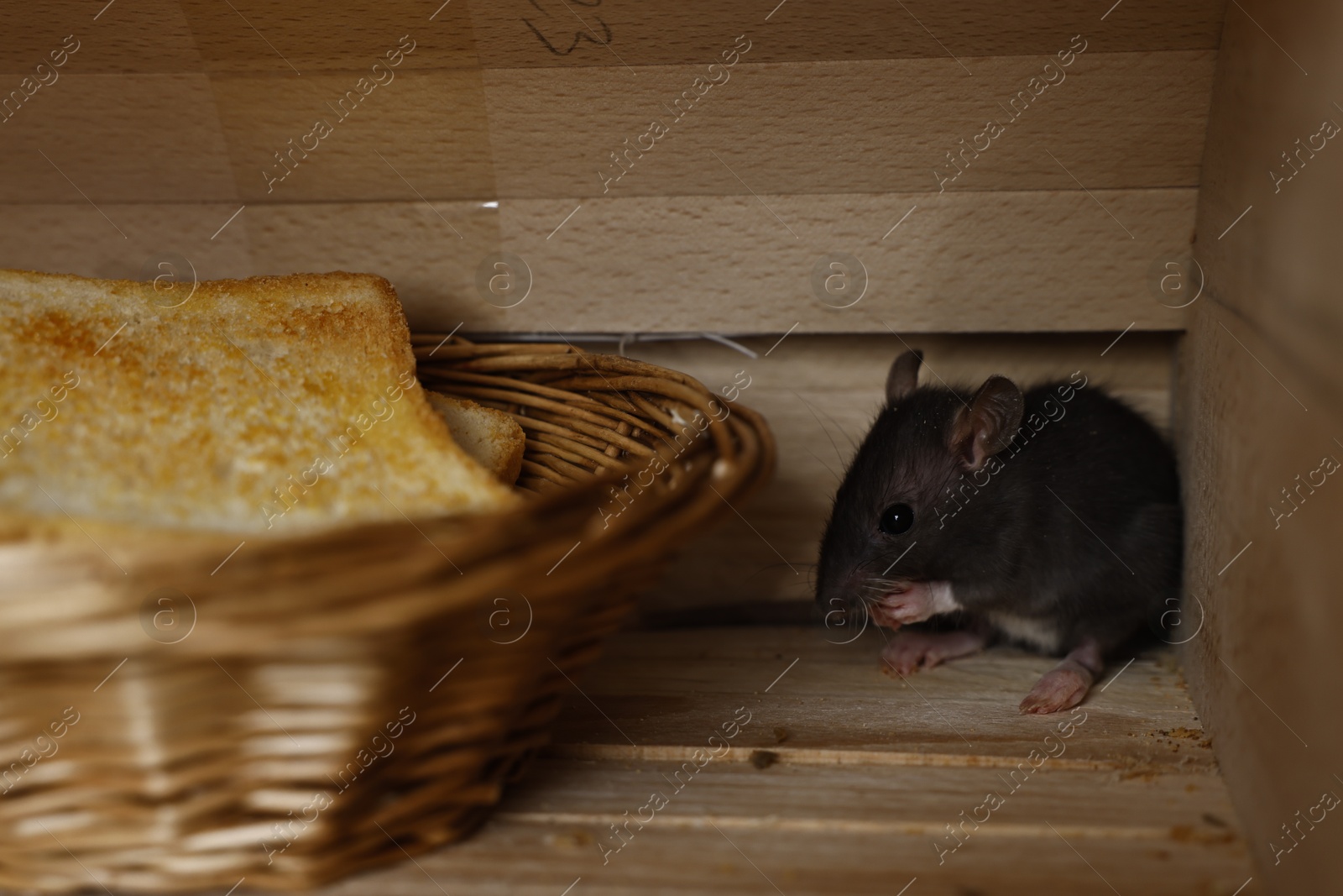 Photo of Grey rat near wicker basket with toast in wooden bread box. Pest control