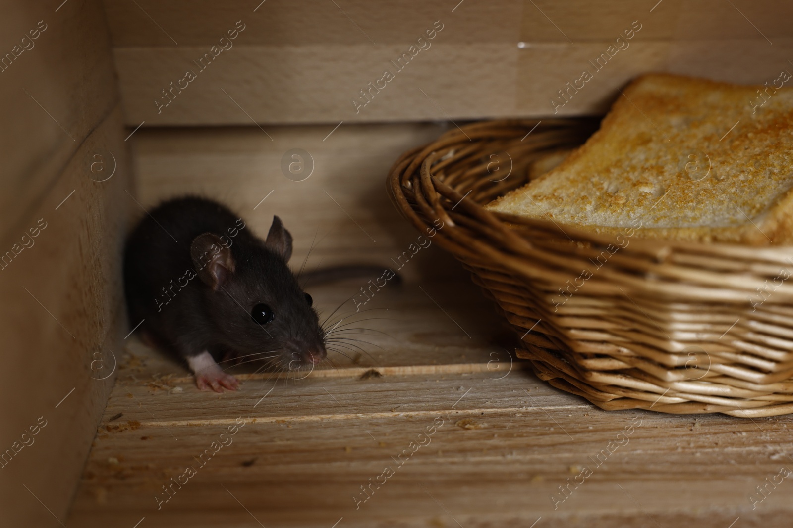 Photo of Grey rat near wicker basket with toast in wooden bread box. Pest control