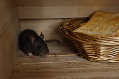 Photo of Grey rat near wicker basket with toast in wooden bread box. Pest control