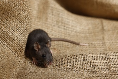 Photo of Grey rat on burlap fabric, space for text. Pest control