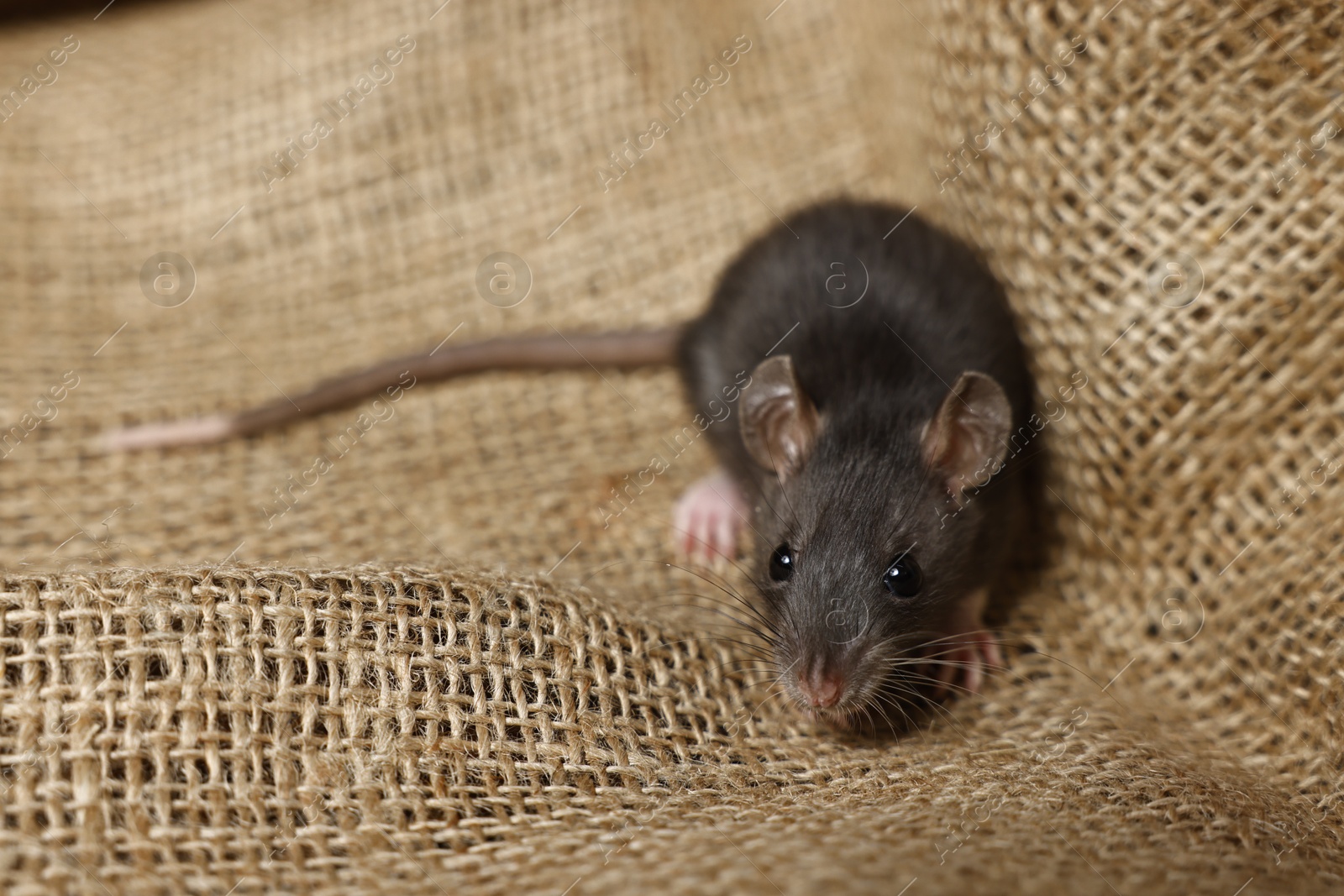 Photo of Grey rat on burlap fabric, space for text. Pest control