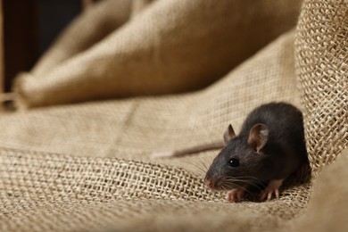 Grey rat on burlap fabric, space for text. Pest control