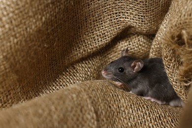 Grey rat on burlap fabric, space for text. Pest control