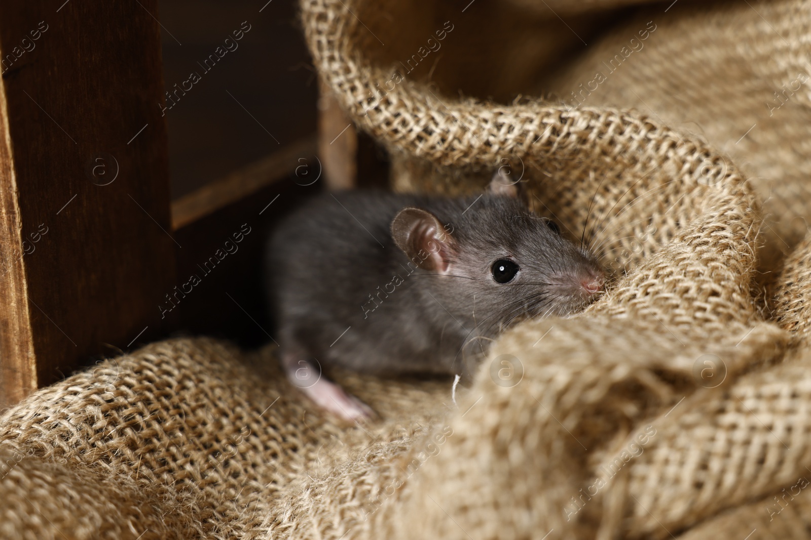 Photo of Grey rat on burlap fabric in wooden crate. Pest control