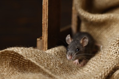 Photo of Grey rat on burlap fabric in wooden crate. Pest control