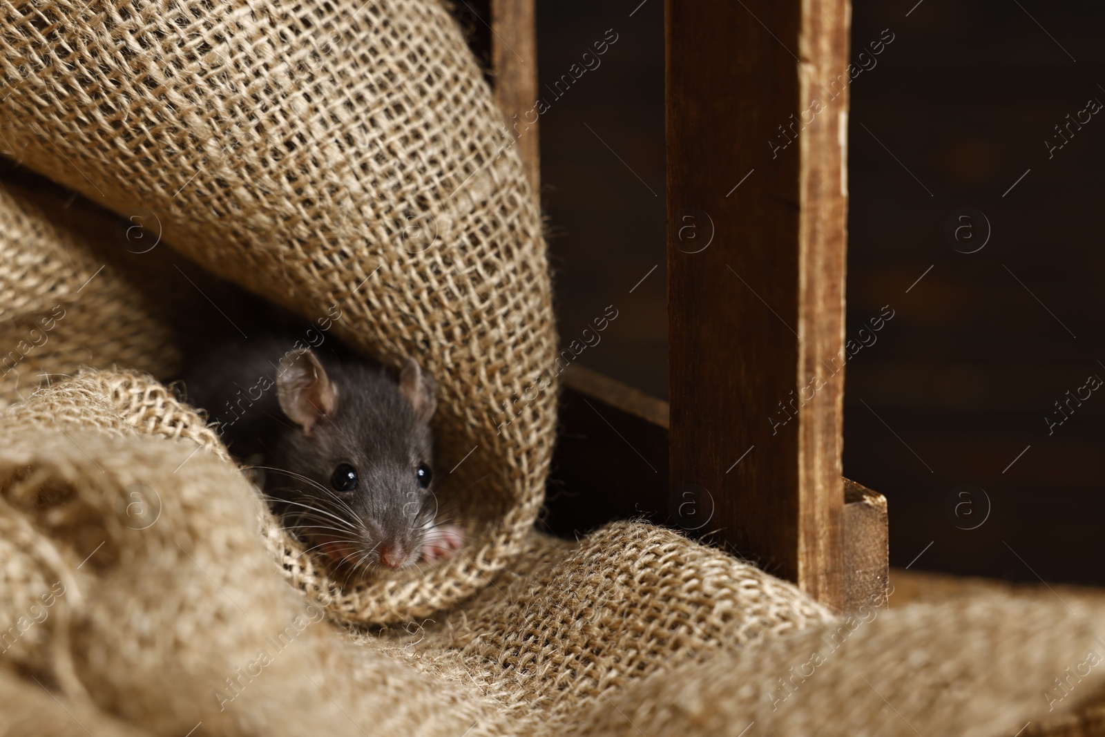 Photo of Grey rat on burlap fabric in wooden crate. Pest control