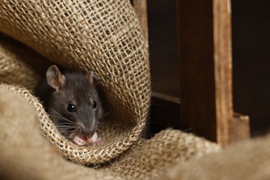 Photo of Grey rat on burlap fabric in wooden crate. Pest control