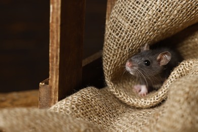 Photo of Grey rat on burlap fabric in wooden crate. Pest control