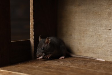 Photo of Grey rat in wooden crate. Pest control