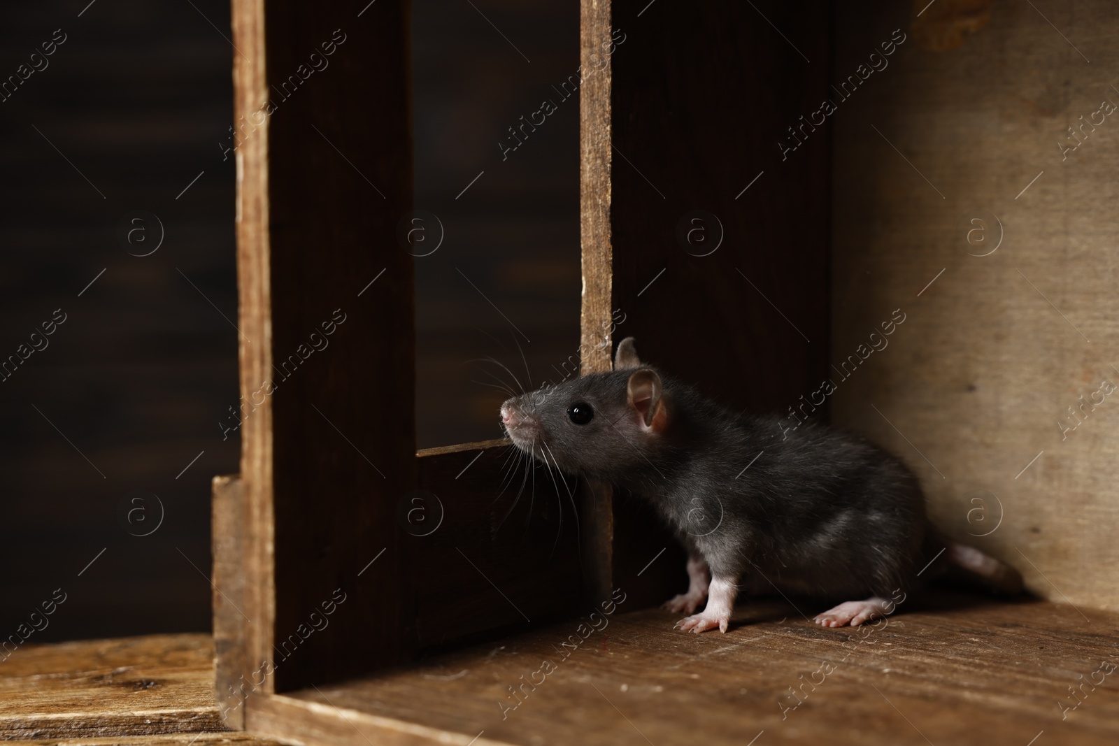 Photo of Grey rat in wooden crate. Pest control