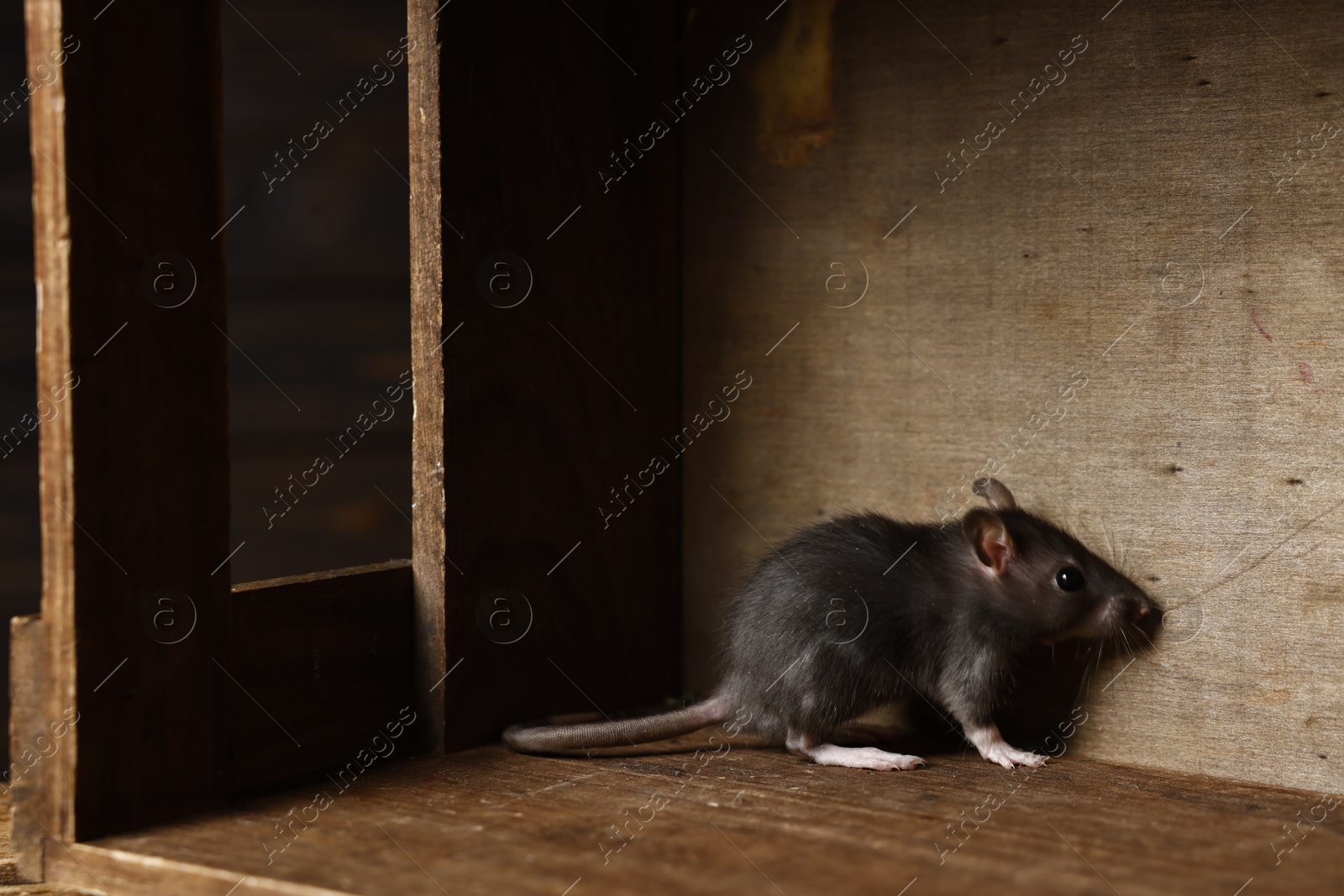 Photo of Grey rat in wooden crate. Pest control