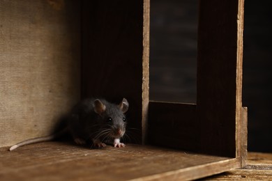 Photo of Grey rat in wooden crate. Pest control