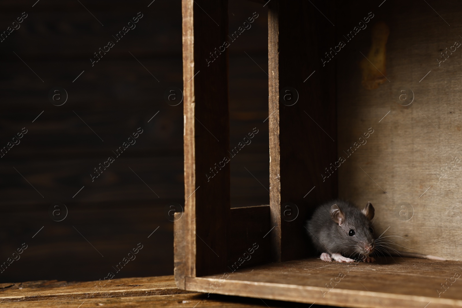 Photo of Grey rat in wooden crate, space for text. Pest control