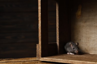 Photo of Grey rat in wooden crate, space for text. Pest control