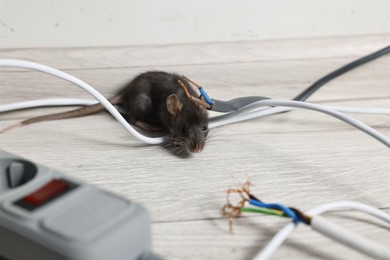 Photo of Rat near chewed electric wires on floor indoors. Pest control