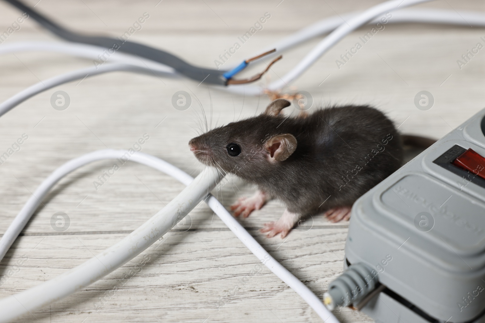 Photo of Rat near chewed electric wires on floor indoors. Pest control