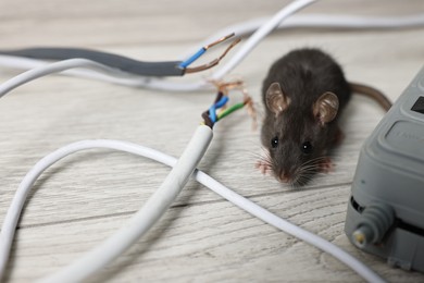 Photo of Rat near chewed electric wires on floor indoors. Pest control