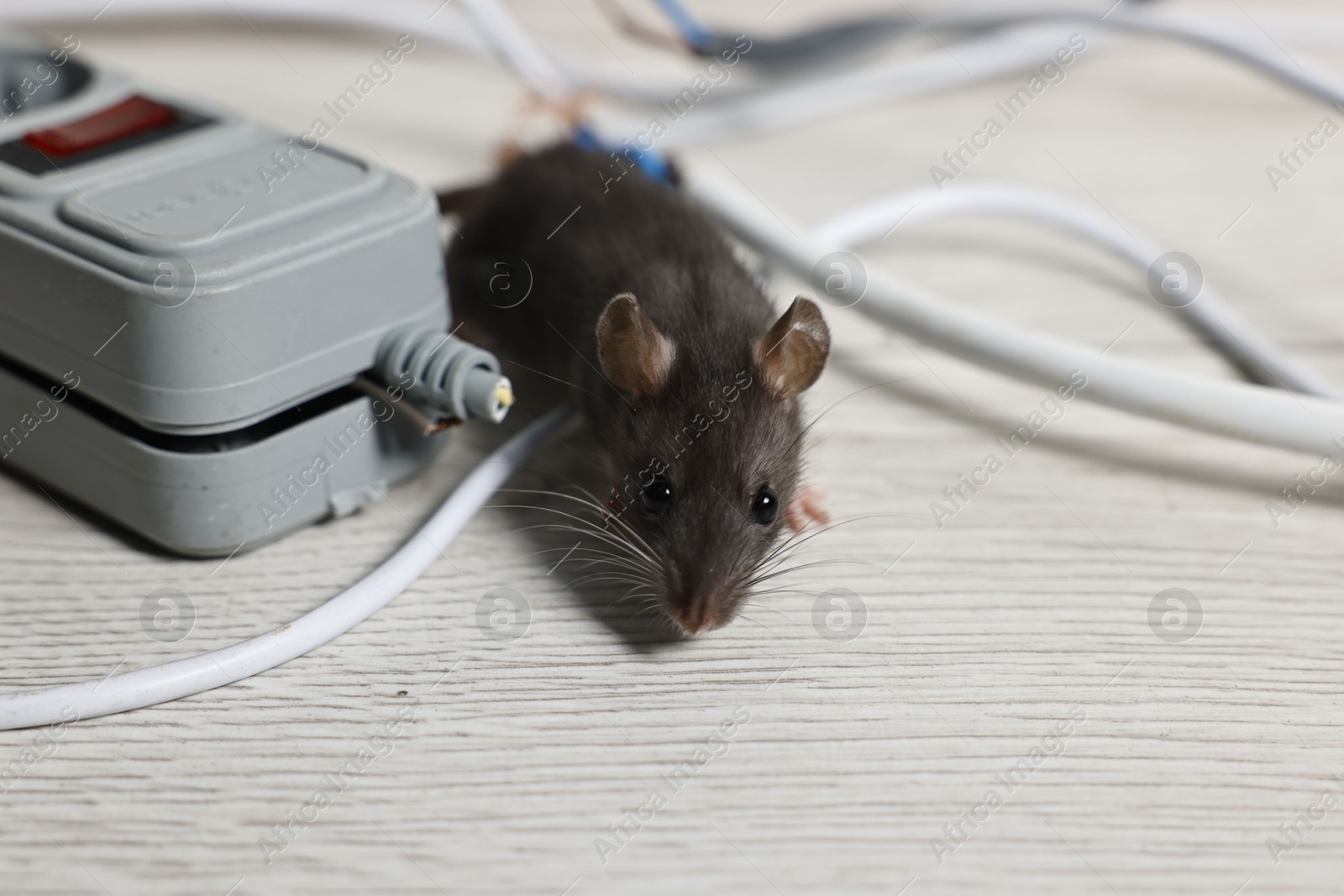 Photo of Rat near electric wires and power strip on floor indoors. Pest control