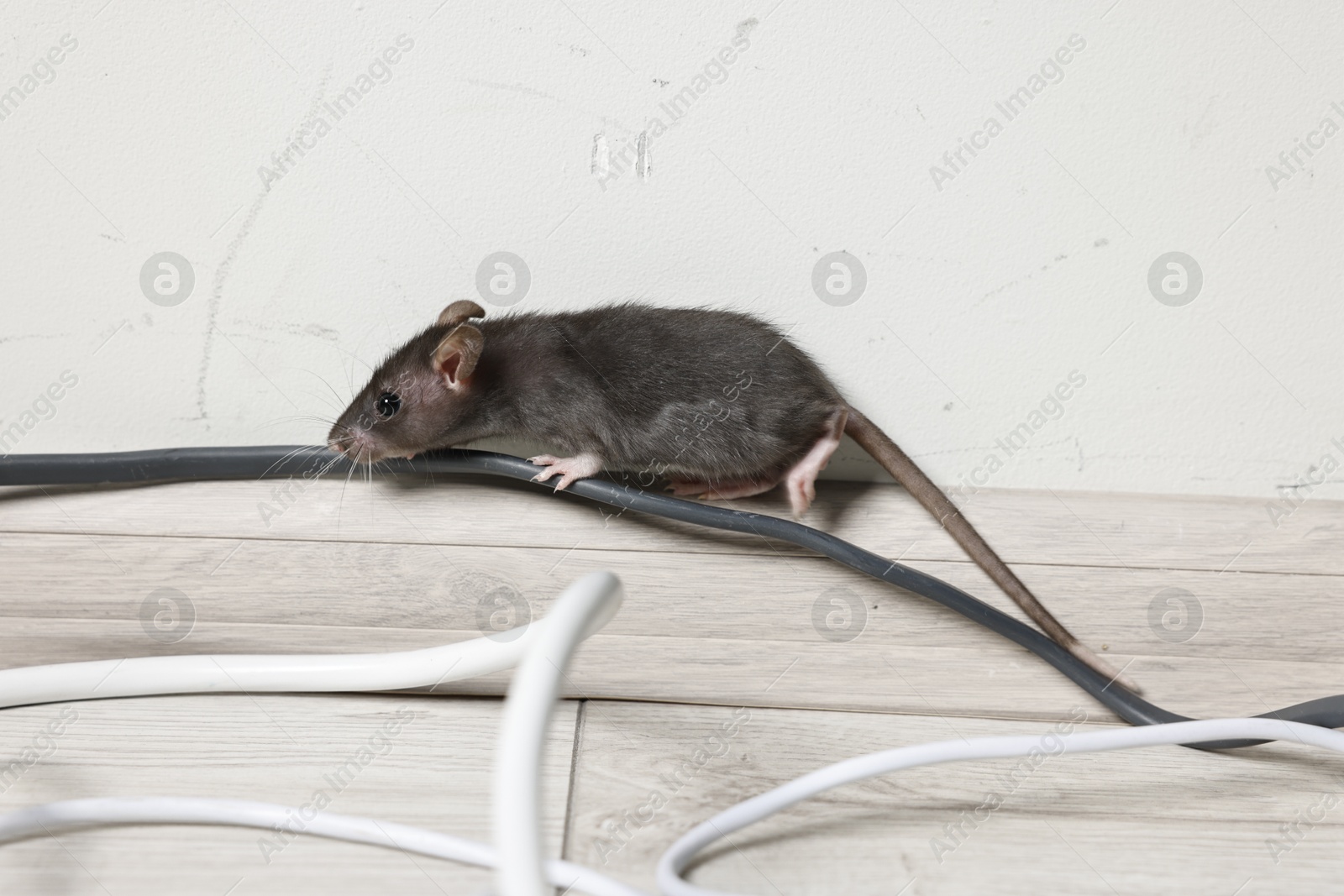 Photo of Rat near electric wires on floor indoors. Pest control