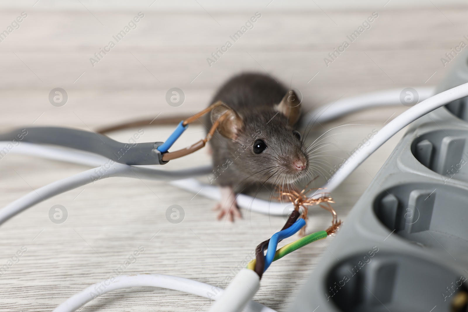 Photo of Rat near chewed electric wires on floor indoors. Pest control