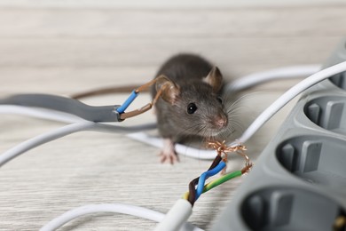 Photo of Rat near chewed electric wires on floor indoors. Pest control