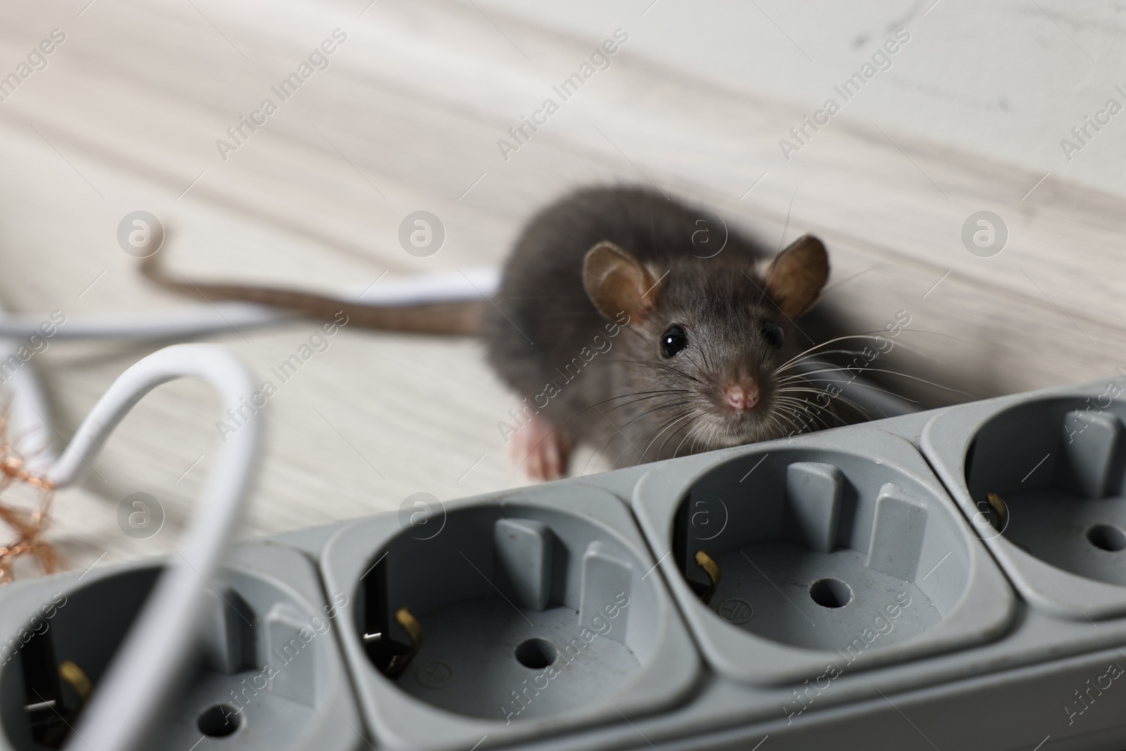 Photo of Rat near power strip on floor indoors. Pest control