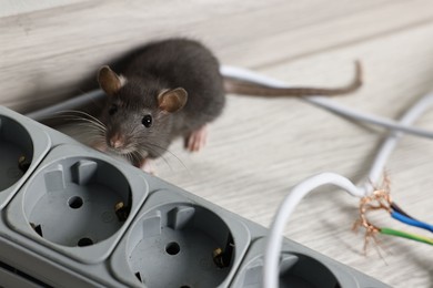 Photo of Rat near power strip on floor indoors. Pest control