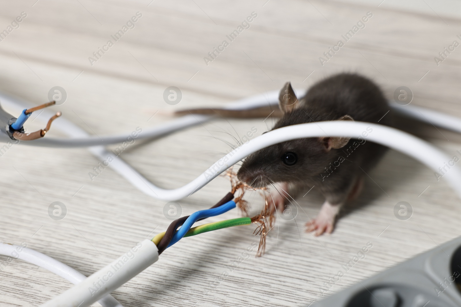 Photo of Rat near chewed electric wire on floor indoors. Pest control