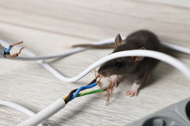 Photo of Rat near chewed electric wire on floor indoors. Pest control