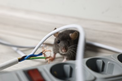 Photo of Rat near chewed electric wire on floor indoors. Pest control