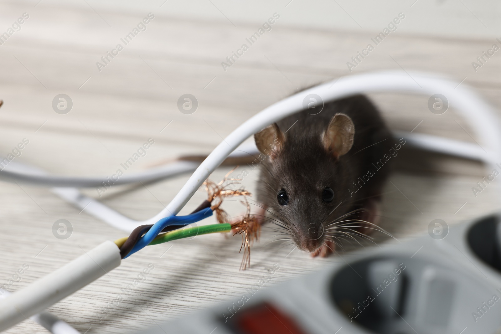 Photo of Rat near chewed electric wire on floor indoors. Pest control