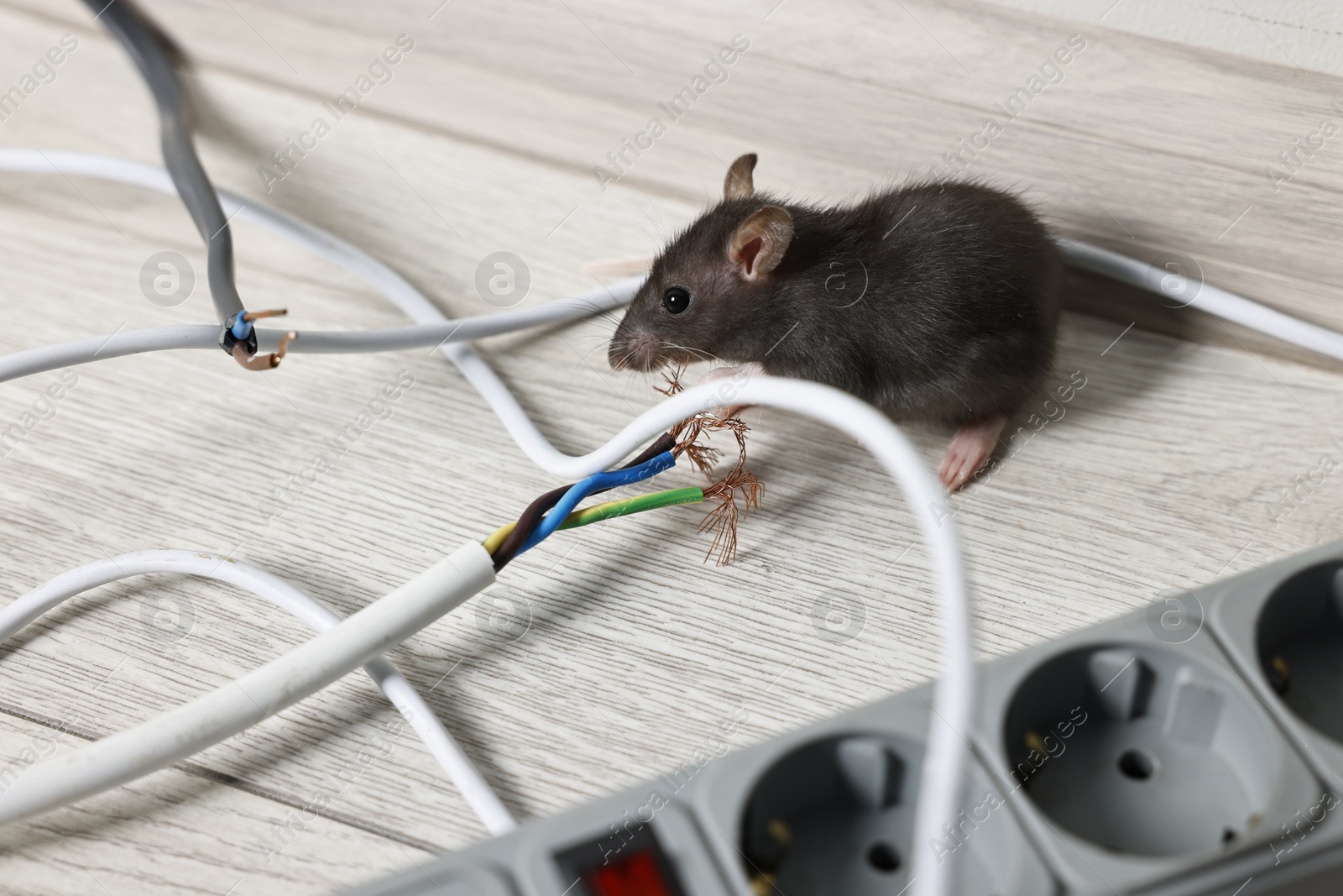 Photo of Rat near chewed electric wire on floor indoors. Pest control