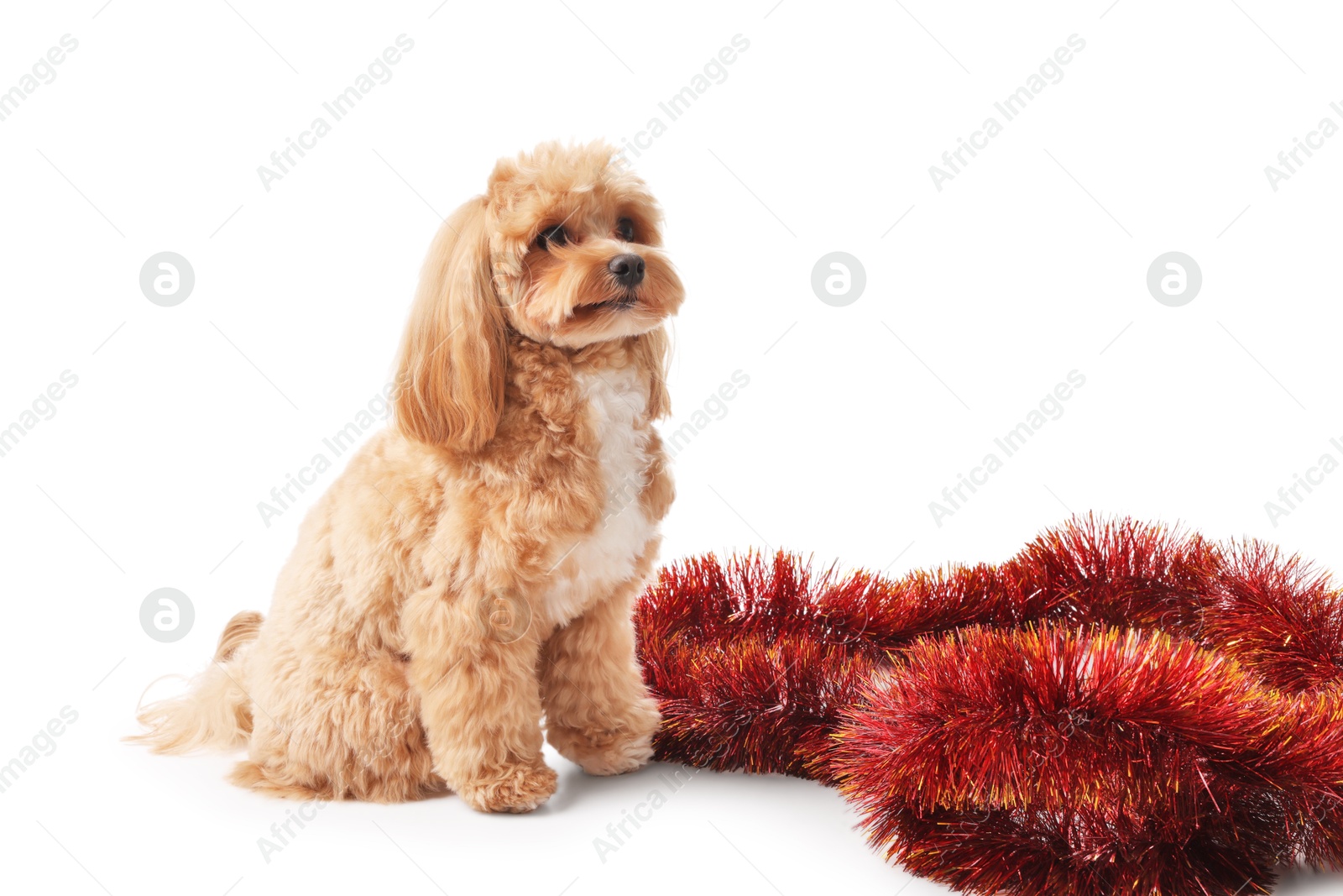 Photo of Cute dog and red tinsel on white background