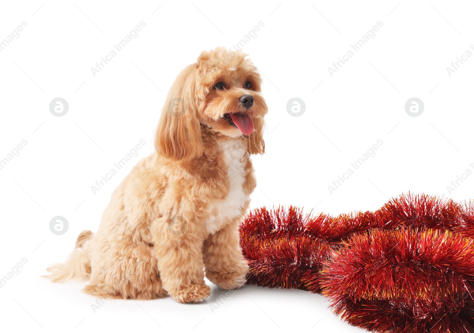 Photo of Cute dog and red tinsel on white background