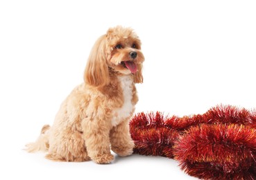 Photo of Cute dog and red tinsel on white background