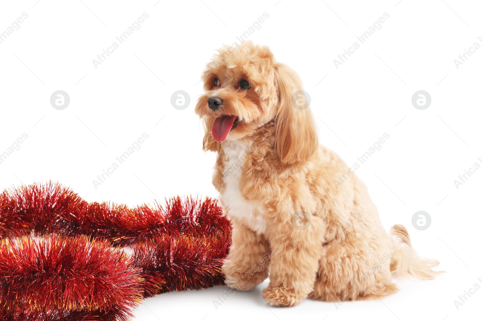 Photo of Cute dog and red tinsel on white background