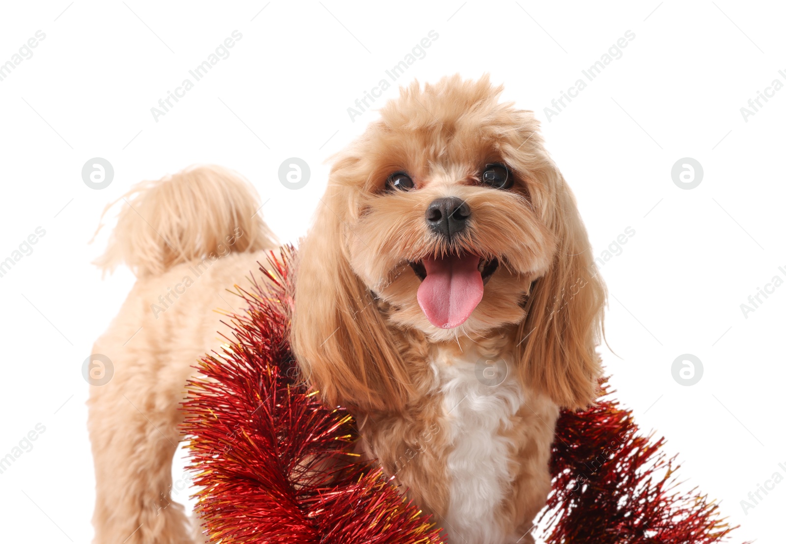 Photo of Cute dog with red tinsel on white background