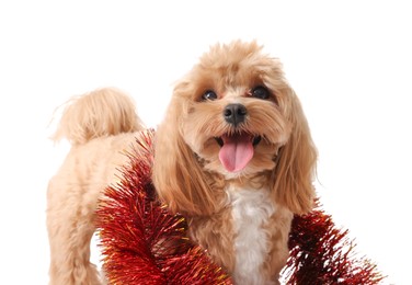 Photo of Cute dog with red tinsel on white background