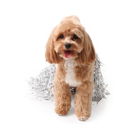 Photo of Cute dog with shiny tinsels on white background