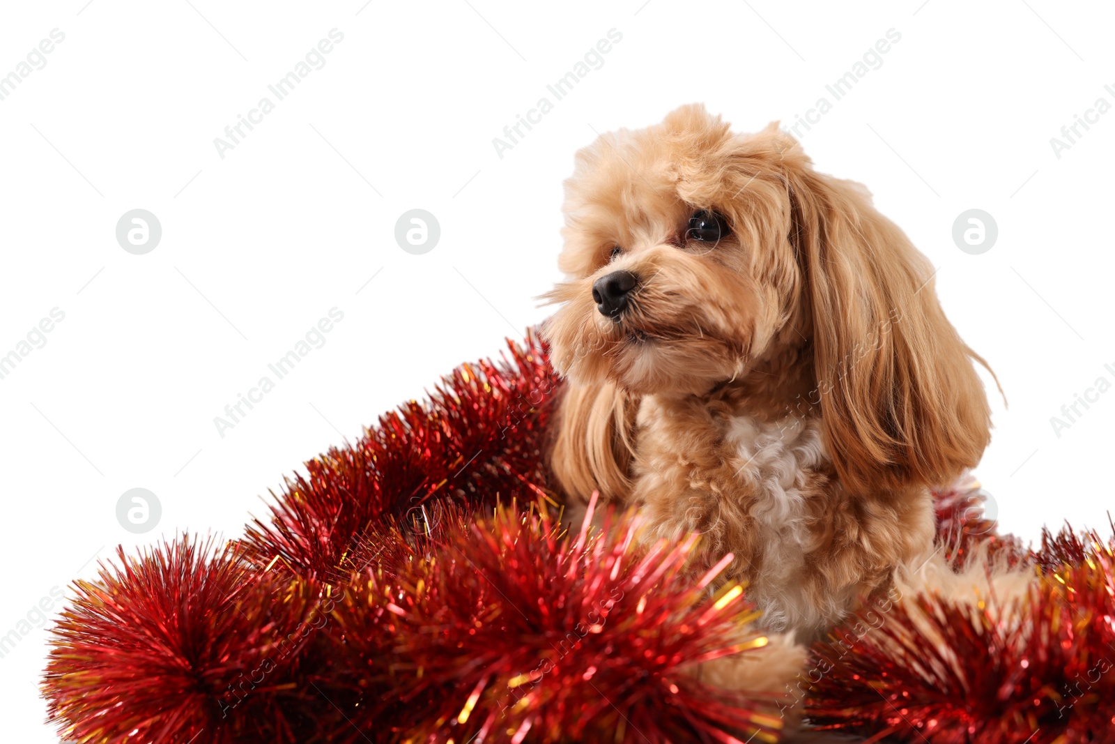 Photo of Cute dog with shiny tinsel on white background