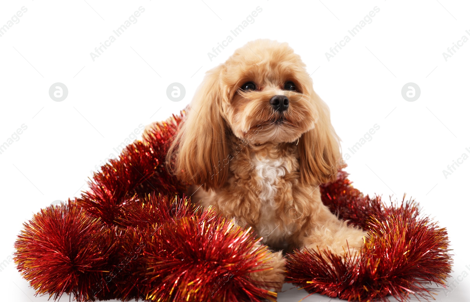 Photo of Cute dog with shiny tinsel on white background